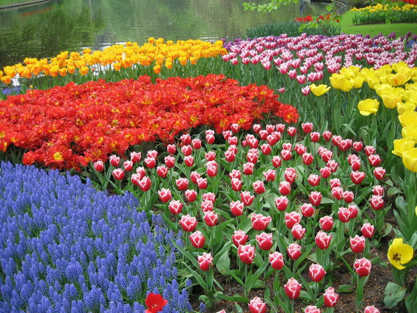  Taman  Bunga  Tulip  Di  Belanda